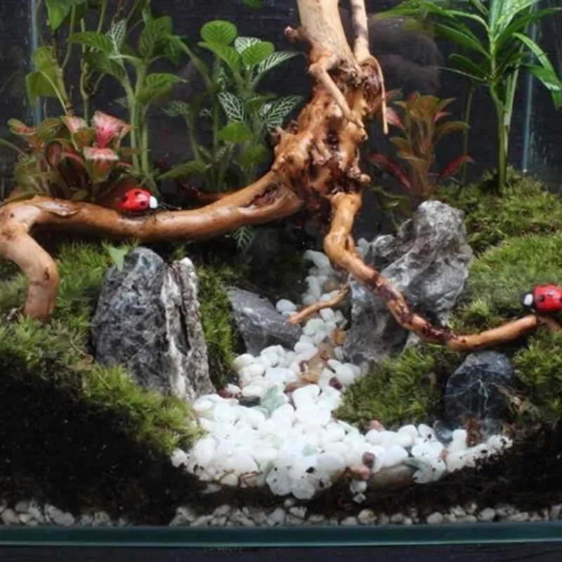 Natural Tree Trunk Driftwood A - Aquarium Fish Diseases review and price