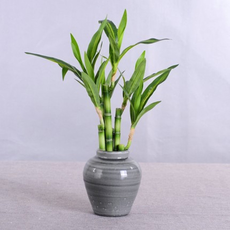 New 40cm rFtificial Lucky Bamb - Aquarium Fish Buy review and price
