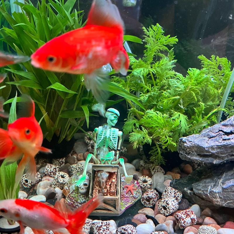 Fish Tank Aerobic Landscape Bu - Aquarium Fish Diseases review and price