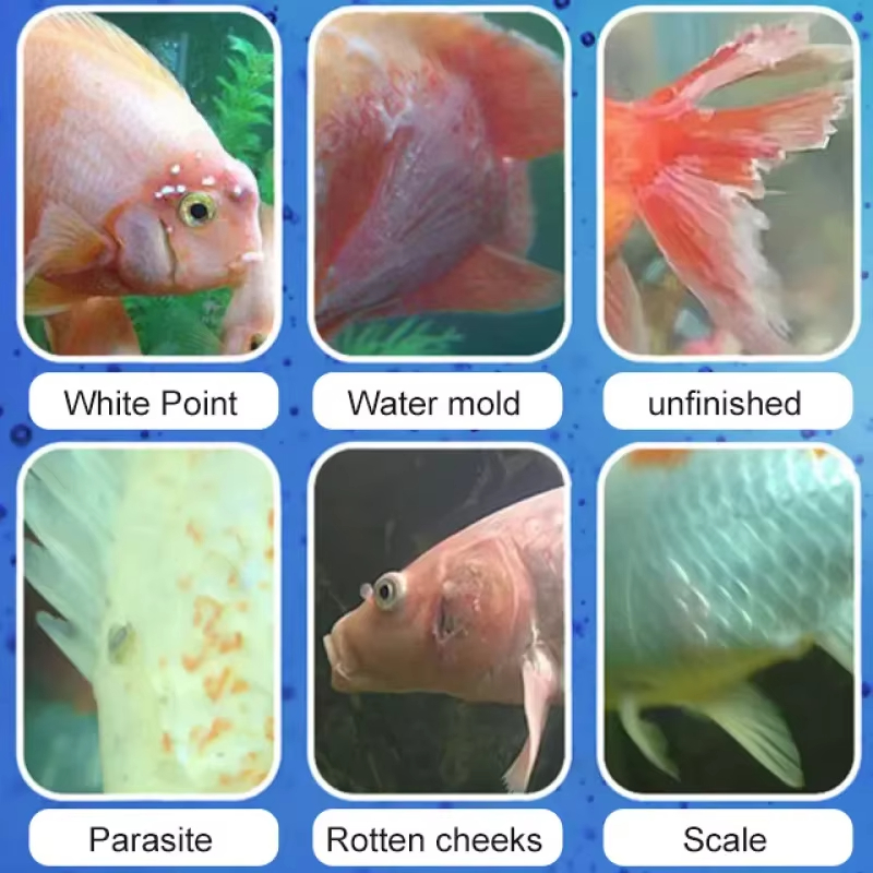 SIKEZHAN Fish Disease Treatmen - Aquarium Fish Diseases review and price