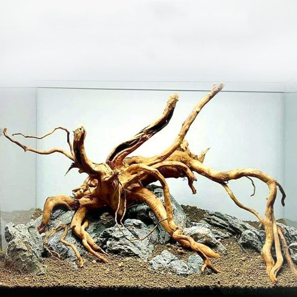 Natural Tree Trunk Aquarium De - Aquarium Fish Diseases review and price
