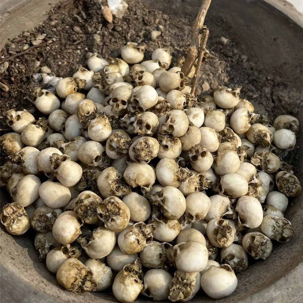 Mini Skull High Quality Miniat - Aquarium Fish Buy review and price
