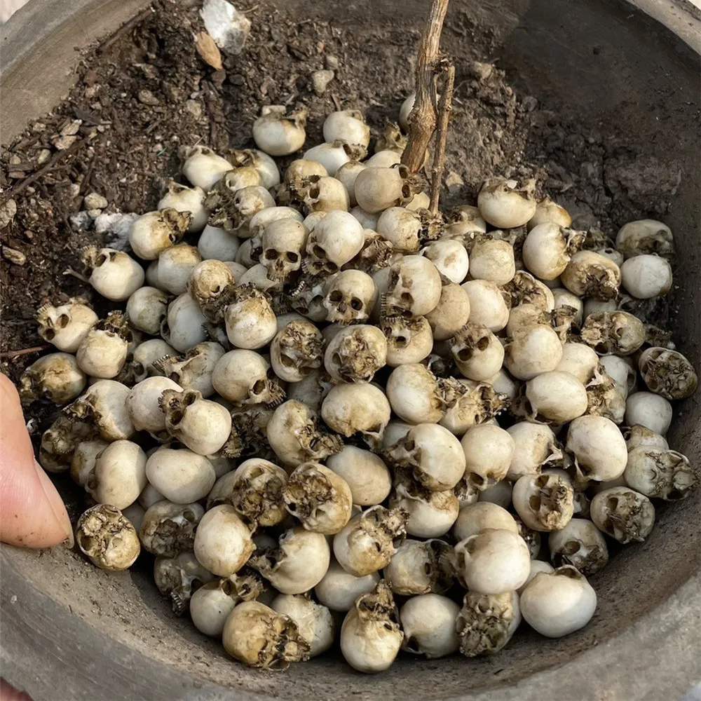 Mini Skull High Quality Miniat - Aquarium Fish Buy review and price