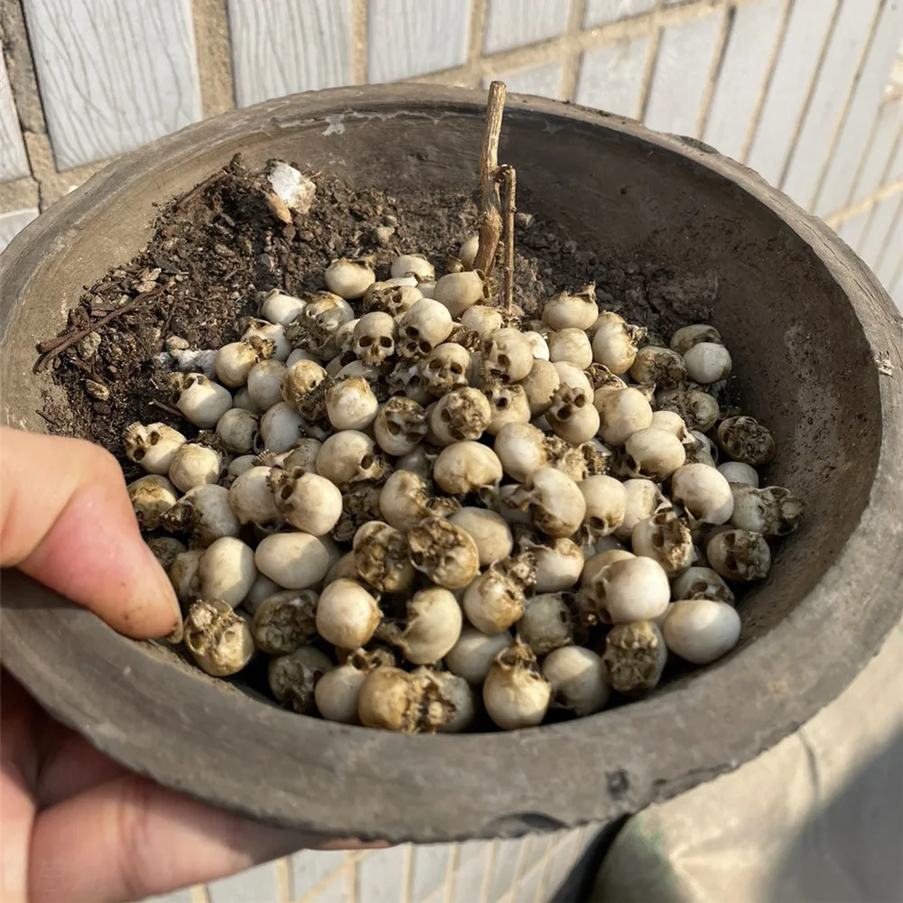 Mini Skull High Quality Miniat - Aquarium Fish Buy review and price
